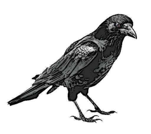 Illustration from Pigeons