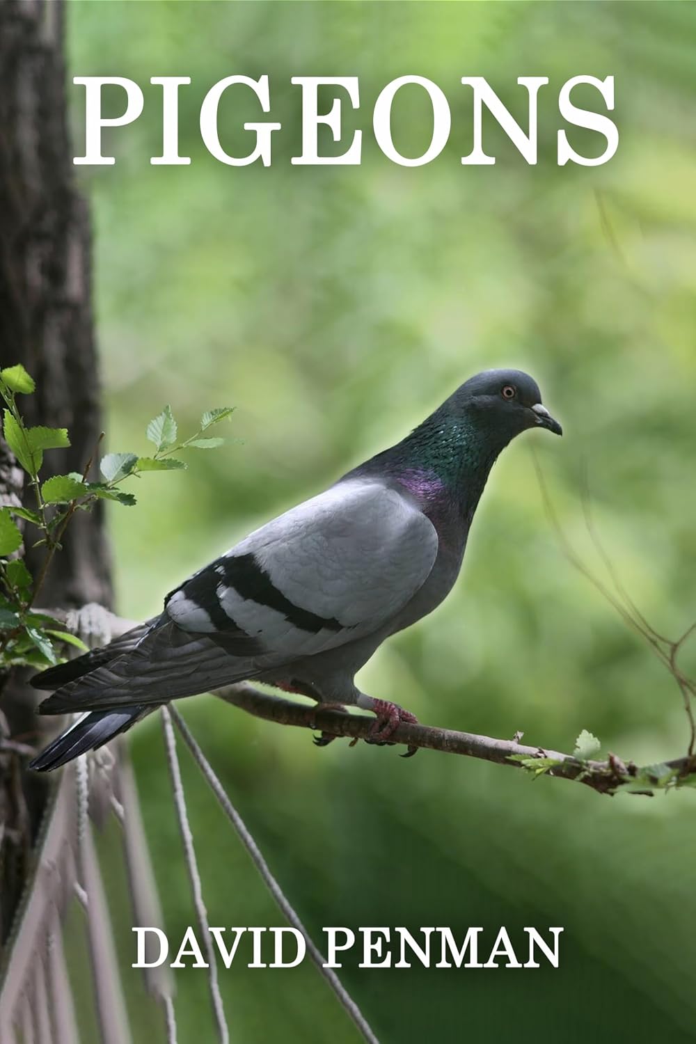 Original Pigeons cover by David Penman